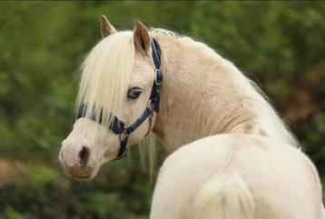Welsh a. Ruin. Palomino. Toekomstige kinder pony.  beschikbaar voor biedingen