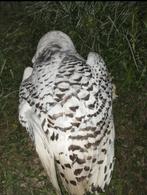 sneeuwuil voor taxidermie met cites, Verzamelen, Dierenverzamelingen, Verzenden, Zo goed als nieuw, Vogel, Opgezet dier
