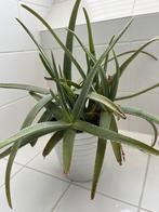 Aloe vera en pot ceramique, Jardin & Terrasse, Plantes | Jardin, Enlèvement ou Envoi