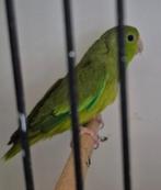 Passerinus brumeux, Animaux & Accessoires, Oiseaux | Perruches & Perroquets