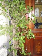 MOOIE EN GROTE FICUS 1,80 m, Huis en Inrichting, Kamerplanten, Ficus, 150 tot 200 cm, In pot, Ophalen
