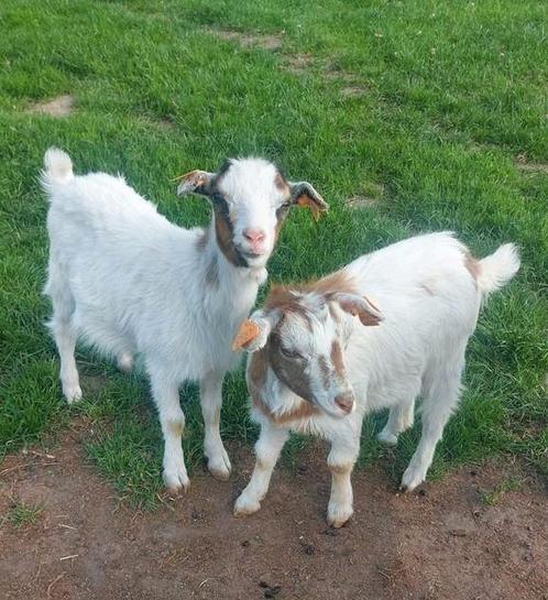 2 hoornloze dwerggeit gecastreerde bokjes, Dieren en Toebehoren, Schapen, Geiten en Varkens