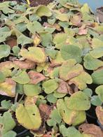 Phlomos russeliana, Tuin en Terras, Planten | Tuinplanten, Ophalen, Vaste plant