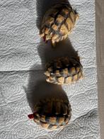Testudo kleinmanni van 2022, Dieren en Toebehoren, Schildpad, 3 tot 6 jaar