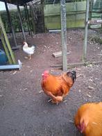 2 Jonge hanen vorwerk, Dieren en Toebehoren