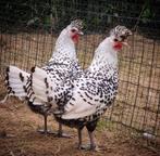 Appenzeller spitskuif kippen jonge hennen beschikbaar, Dieren en Toebehoren, Pluimvee, Vrouwelijk, Kip