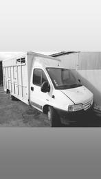 Transport de bétail et de chevaux Citroën Jumper, Collections, Enlèvement, Utilisé, Photo