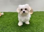 Nestjes Maltezer pups - kleine taille