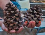 NATUURLIJKE DENNENAPPELS XXL, Ophalen of Verzenden, Nieuw