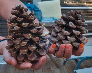 NATUURLIJKE DENNENAPPELS XXL  beschikbaar voor biedingen