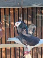 Oud Hollandse Kapucijn, Dieren en Toebehoren, Vogels | Duiven