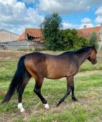 2-jarige hengst  -  knappe appaloosa, Dieren en Toebehoren, Paarden, Gechipt, Minder dan 160 cm, 0 tot 2 jaar, Hengst