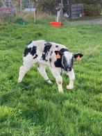 runderen, Dieren en Toebehoren, Mannelijk, 0 tot 2 jaar