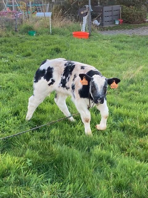 runderen, Dieren en Toebehoren, Runderen, Mannelijk, 0 tot 2 jaar