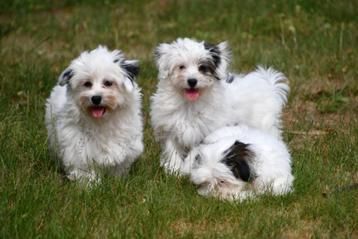 Boomer pups te koop / Malshi pups beschikbaar voor biedingen