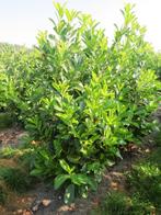 Overstock Prunus rotundifolia Paplaurier 150/175, Tuin en Terras, Ophalen, Laurier, Haag, 100 tot 250 cm