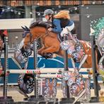 Top spring pony te koop, Hongre, Avec pedigree, Poney D (1.37 m à 1.48m), Poney de saut