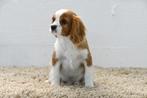Chiot Cavalier King Charles à vendre - mâle - avec pedigree, 15 semaines à 1 an, Étranger, Chien (mâle), Hépatite contagieuse (maladie de Rubarth)