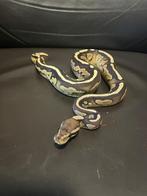 Ball python, Dieren en Toebehoren, Slang, Tam, 0 tot 2 jaar