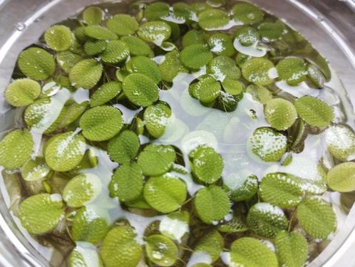 Salvinia natans - drijfplant, Dieren en Toebehoren, Vissen | Aquaria en Toebehoren, Ophalen