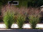 Siergrassen met roodverkleurend grasblad voor tuin en terras, Tuin en Terras, Vaste plant, Herfst, Siergrassen, Ophalen of Verzenden