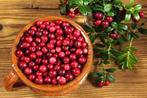 Rode bosbessen heerlijke gezonde vruchten uit eigen tuin!, Tuin en Terras, Lente, Volle zon, Minder dan 100 cm, Ophalen of Verzenden