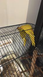 Kakairki, Dieren en Toebehoren, Meerdere dieren, Papegaai, Geringd