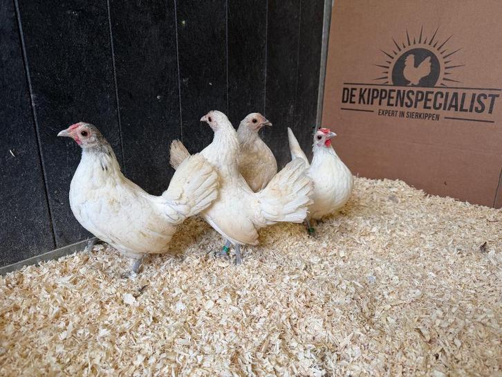 Jonge tamme Sebright room wit gezoomd gesekst en ingeënt, Dieren en Toebehoren, Pluimvee, Kip, Vrouwelijk