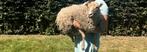 Schapen, Tickets en Kaartjes