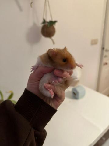 Hamster (goudhamster) disponible aux enchères