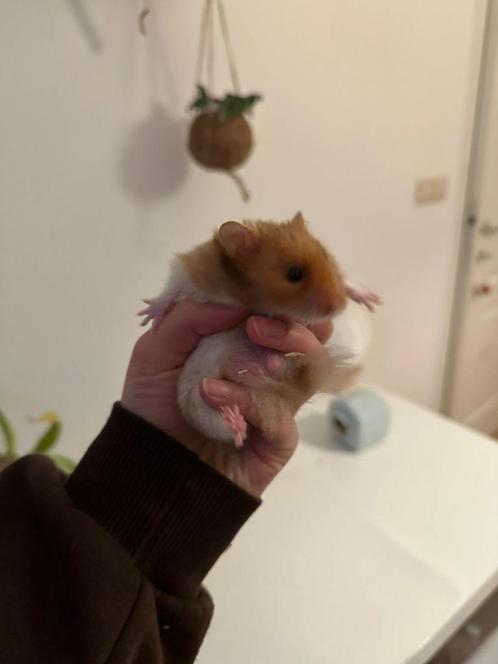 Hamster (goudhamster), Animaux & Accessoires, Rongeurs, Mâle, Hamster, Domestique