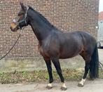 Dressuur ruin te koop, Dieren en Toebehoren, 175 cm of meer, Ruin, Dressuurpaard, Zadelmak