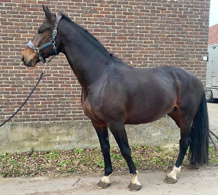 Dressuur ruin te koop, Dieren en Toebehoren, Paarden, Ruin, Zadelmak, 175 cm of meer, 7 tot 10 jaar, Dressuurpaard