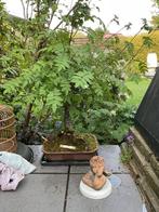Bonsai lijsterbes, Tuin en Terras, Planten | Bomen, Ophalen, In pot