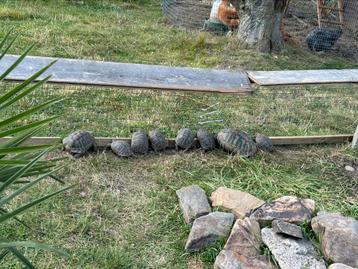 Tortue Herman boetgeri, Enlèvement