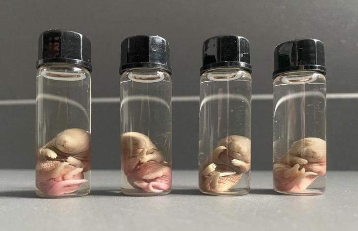Muizen foetus op sterk water, Verzamelen, Dierenverzamelingen, Ophalen of Verzenden