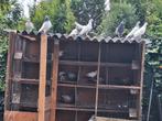 Hoogvlieger Pakistaanse duiven تور, Dieren en Toebehoren, Vogels | Duiven