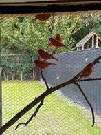 Rode isabel kanaries te koop, Dieren en Toebehoren, Kleurkanarie