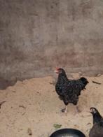 mechelse koekoek haan, Dieren en Toebehoren, Mannelijk, Kip