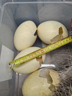 Oeufs de nandou et plumes, Animaux & Accessoires