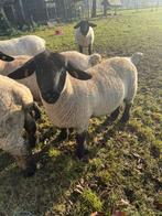 2 suffolk ooilammeren met stamboek, Dieren en Toebehoren, Schapen, Geiten en Varkens