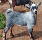 Jonge dwerggeit met haar eerste lammetje blauwschimmel, Animaux & Accessoires, Moutons, Chèvres & Cochons, Chèvre