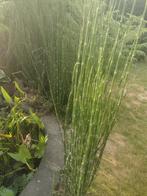 Chinese hollepijp, prijs voor 3 scheuten., Tuin en Terras, Ophalen