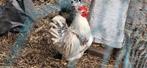 Coqs pekin, Dieren en Toebehoren, Pluimvee