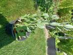 balsemwormkruid - Tanacetum balsamita, Tuin en Terras, Ophalen, Vaste plant, Kruiden, Halfschaduw