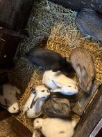 Vleeskonijnen zoeken een nieuwe thuis 15 €, Dieren en Toebehoren