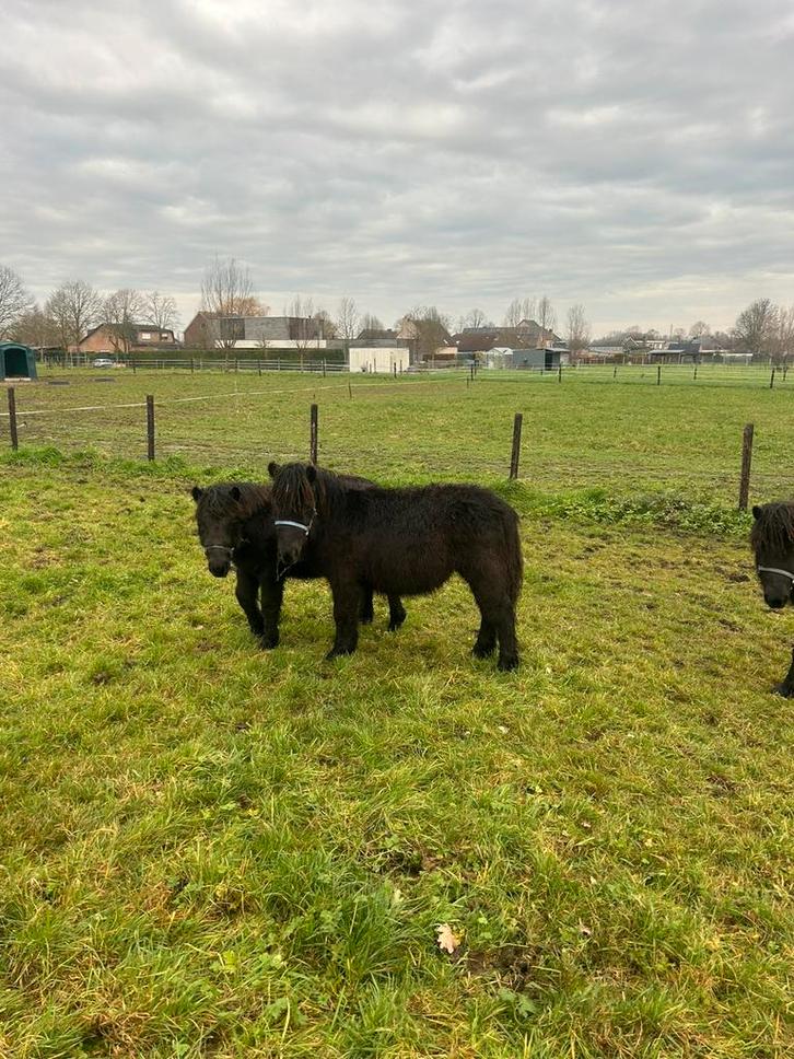 Shetlander merrieveulen, Dieren en Toebehoren, Pony's