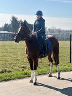 Brave recreatie/ coaching pony, Dieren en Toebehoren, Merrie, B, 3 tot 6 jaar, Recreatiepony