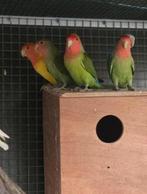 Dwergpapegaaien, Dieren en Toebehoren, Geringd