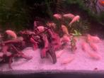 Albino corydoras, Ophalen